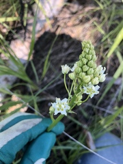 Toxicoscordion venenosum