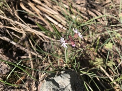 Lithophragma glabrum