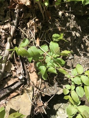 Diervilla lonicera
