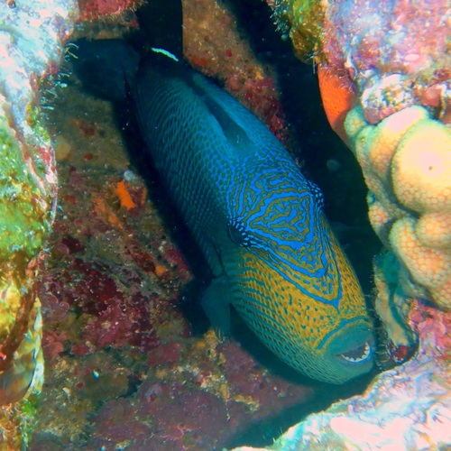 Black durgeon (Melichthys niger) — Balistidae — 5