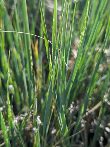Image of Elymus smithii by (c) Eric Watts, some rights reserved (CC BY)