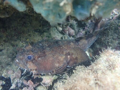 Bocon toadfish (Amphichthys cryptocentrus) — Batrachoididae — 5