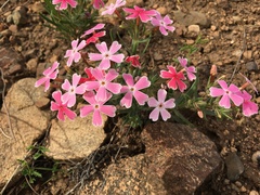 Phlox amabilis