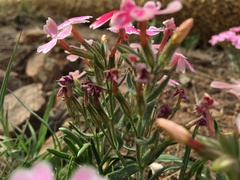 Phlox amabilis