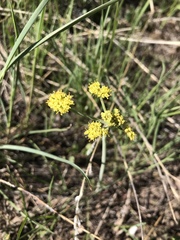 Lomatium triternatum