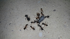Camponotus xerxes