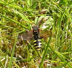 Nomada marshamella