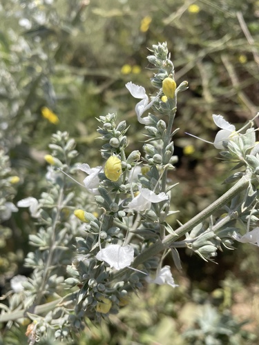 White Sage