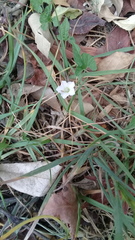 Convolvulus crenatifolius