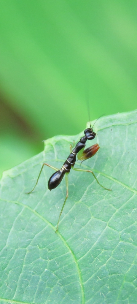 Asian Ant Mantis from Tanglin, Singapore on June 2, 2024 at 09:48 AM by ...