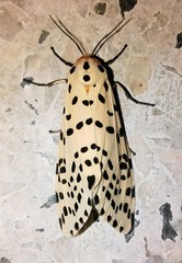 Juxtarctia multiguttata