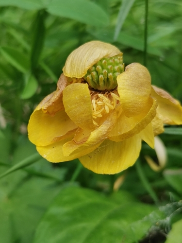 European Globeflower