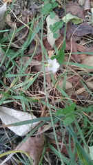 Convolvulus crenatifolius