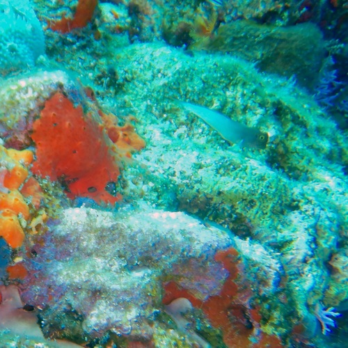 Photo of Redlip blenny (Ophioblennius macclurei)