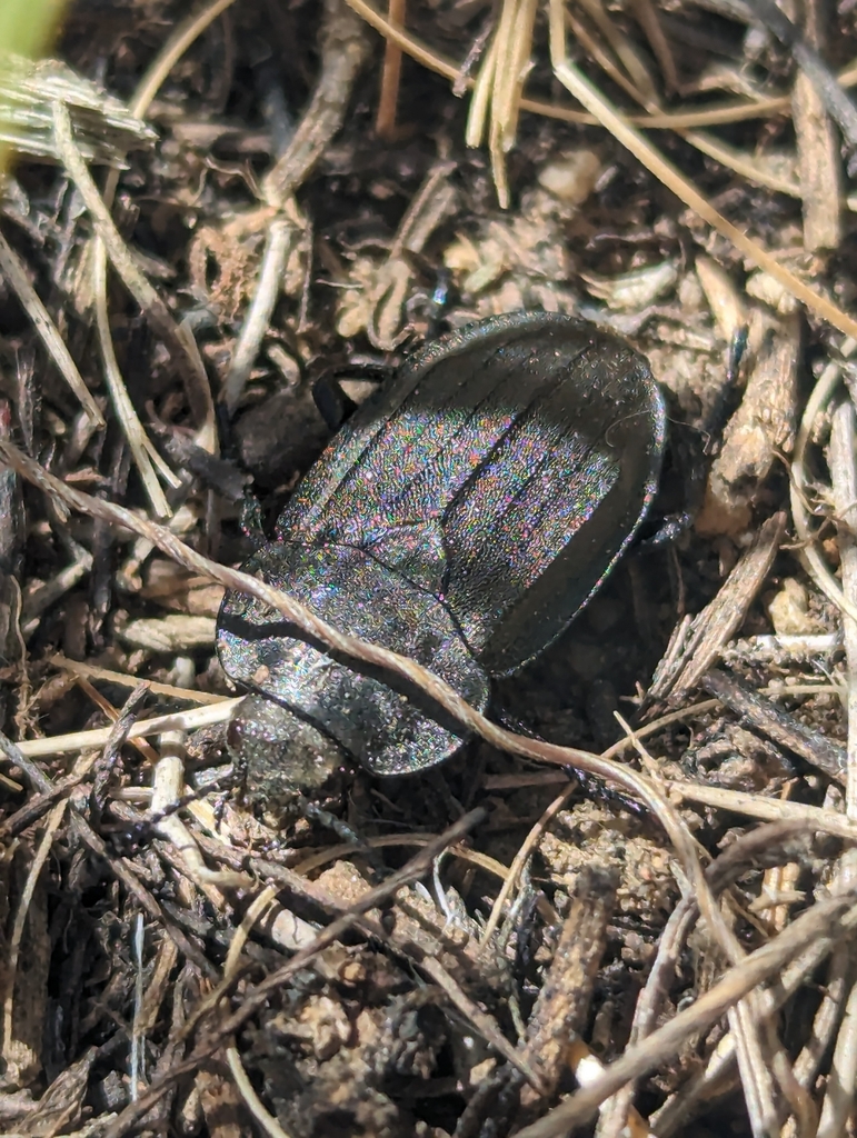 Spinach Carrion Beetle