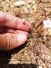 Saltugilia australis