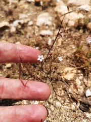 Saltugilia australis