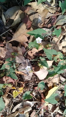 Convolvulus crenatifolius