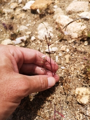 Saltugilia australis