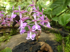 Epidendrum nanegalense