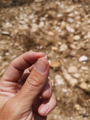 Saltugilia australis