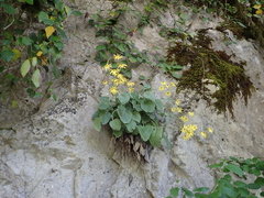 Turanecio pandurifolius