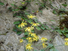 Turanecio pandurifolius