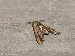 Anigraea cinctipalpis