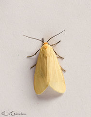 Pareuchaetes pseudoinsulata