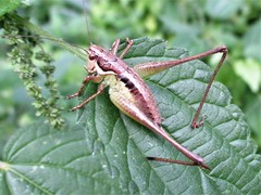 Pachytrachis gracilis