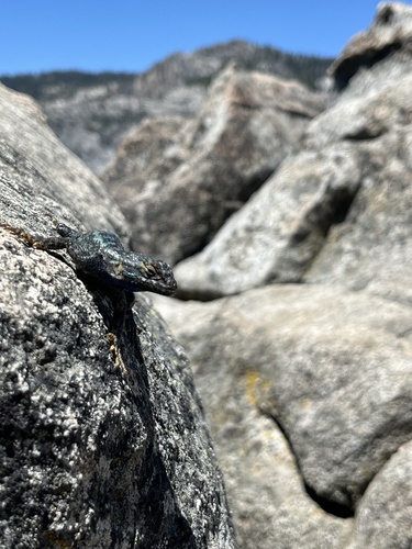 iNaturalist observation photo of Western Fence Lizard