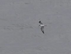 Pterodroma sandwichensis