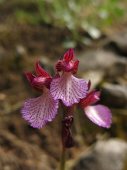 Anacamptis papilionacea grandiflora
