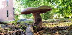 Rubroboletus rhodoxanthus