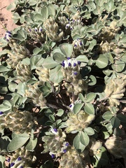 Pediomelum megalanthum