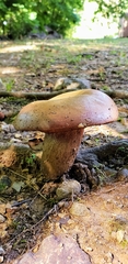 Rubroboletus rhodoxanthus