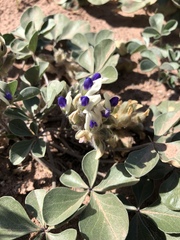 Pediomelum megalanthum