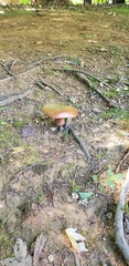 Rubroboletus rhodoxanthus