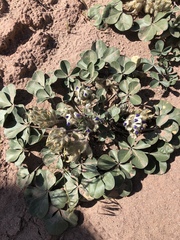 Pediomelum megalanthum