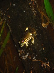 Lithobates vaillanti