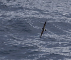 Hydrobates leucorhous