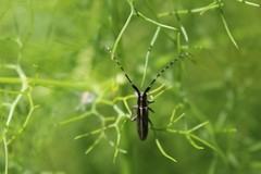 Agapanthia suturalis