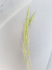 Limnodea arkansana