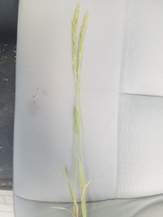 Limnodea arkansana