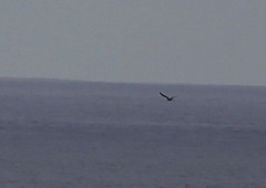 Stercorarius longicaudus