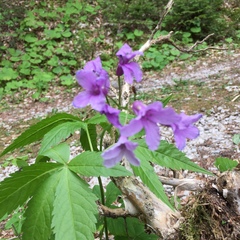 Cardamine pentaphyllos