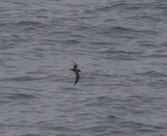 Pterodroma ultima