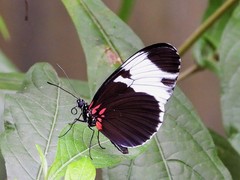 Heliconius sapho leuce