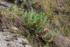 Euphorbia glauca