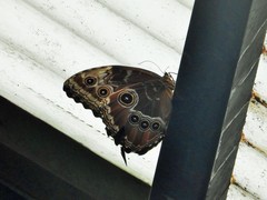 Morpho helenor narcissus